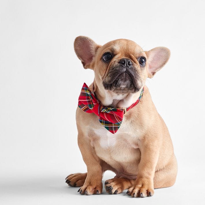 Bark & Graham the Foggy Dog Bow Tie Collar