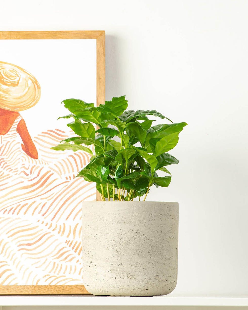 Coffee Plant