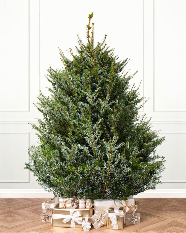 Best christmas tree online discount