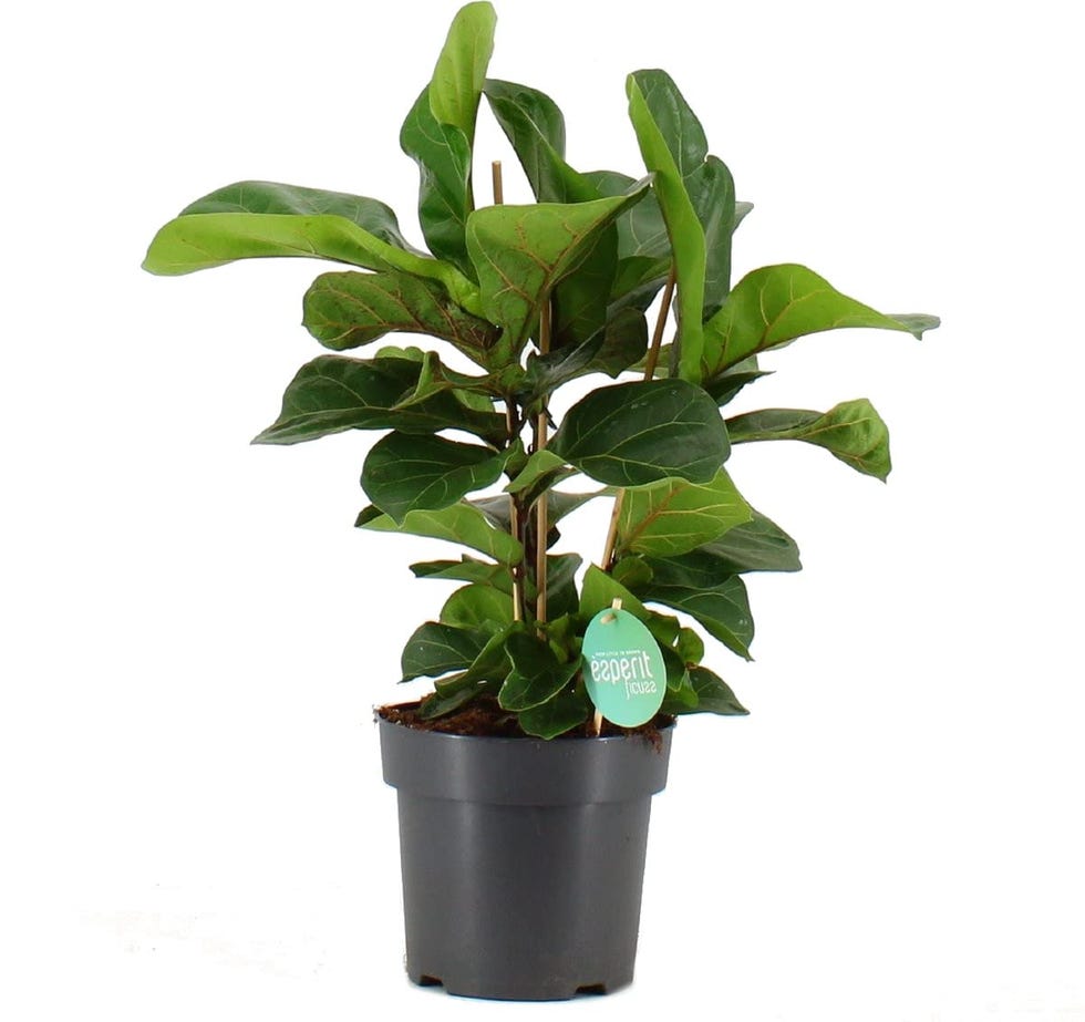 Ficus Lyrata