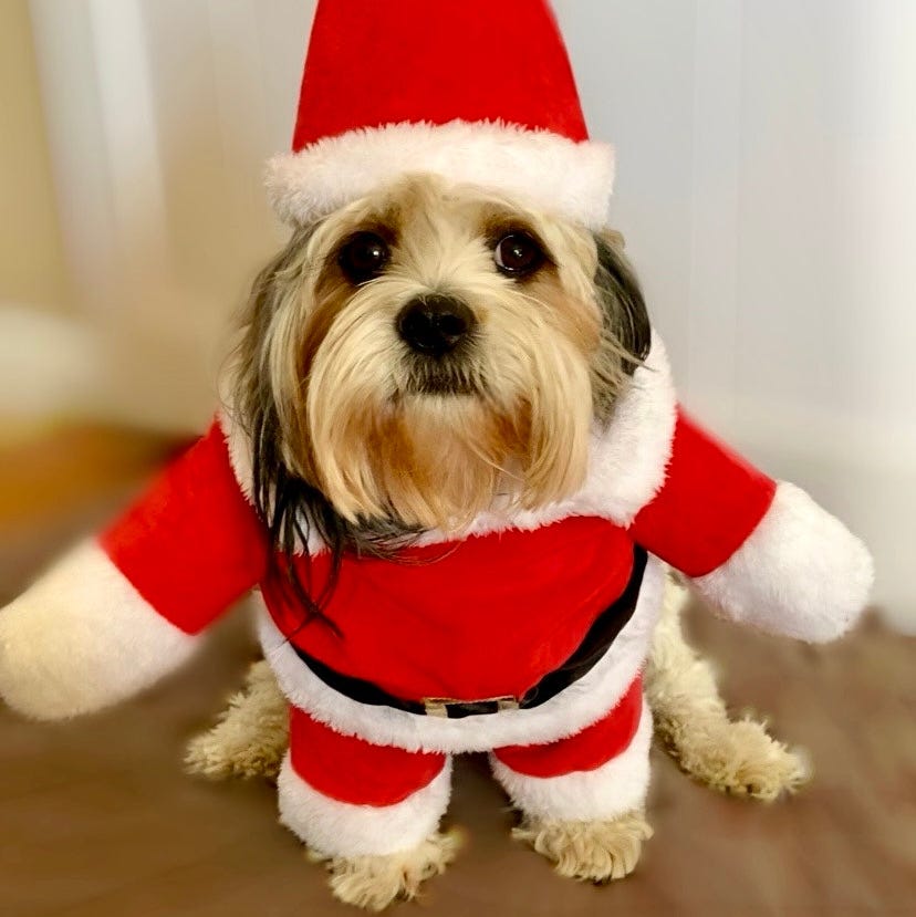 Santa Paws Dog Suit Set Santa Paws Dog Suit Set