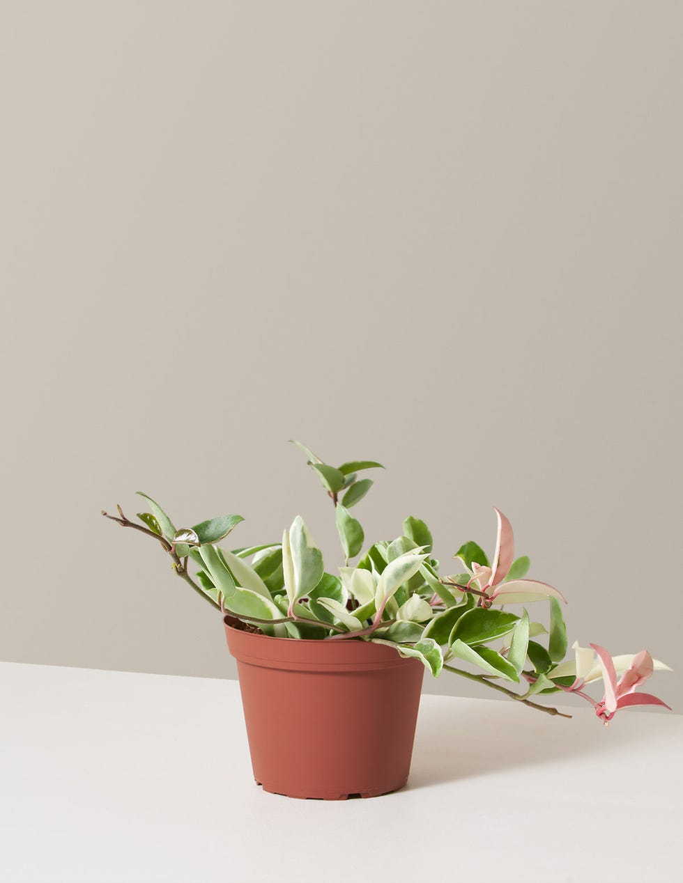 Wax Plant