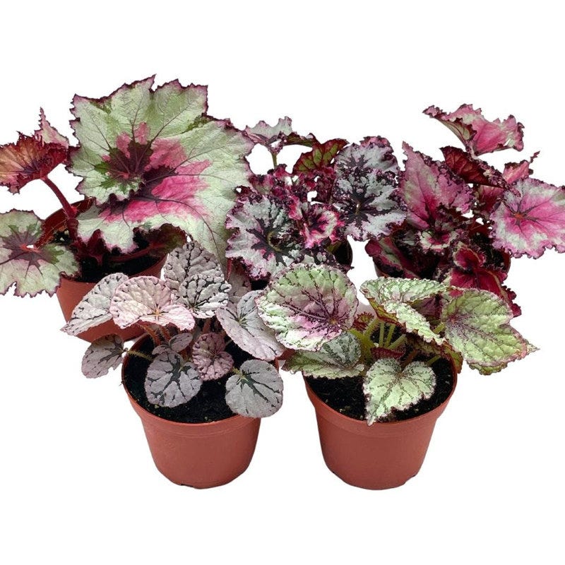 Begonia Rex