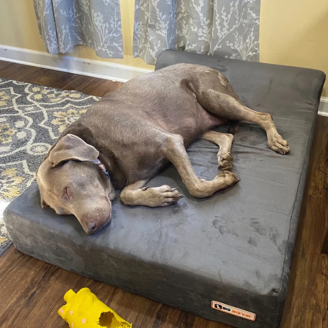 Orthopedic Dog Bed Orthopedic Dog Bed