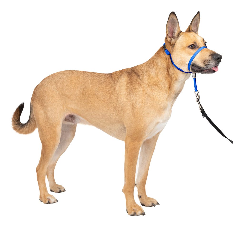 Gentle Leader No-Pull Dog Headcollar Gentle Leader No-Pull Dog Headcollar