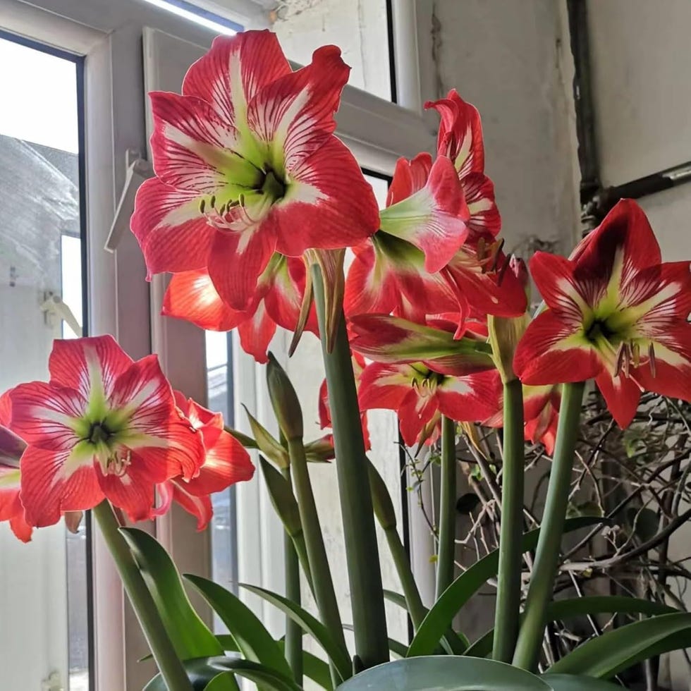 Amarilis