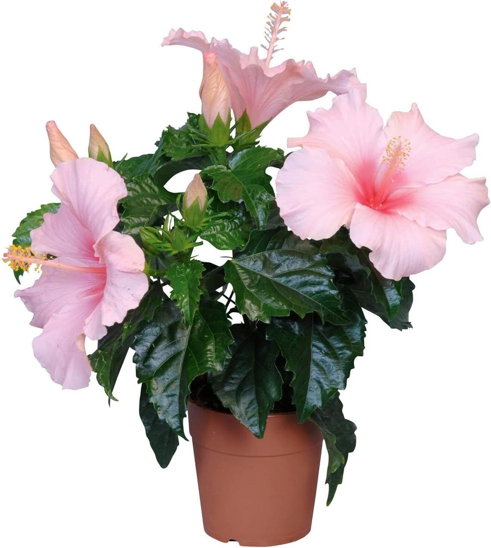 Hibisco