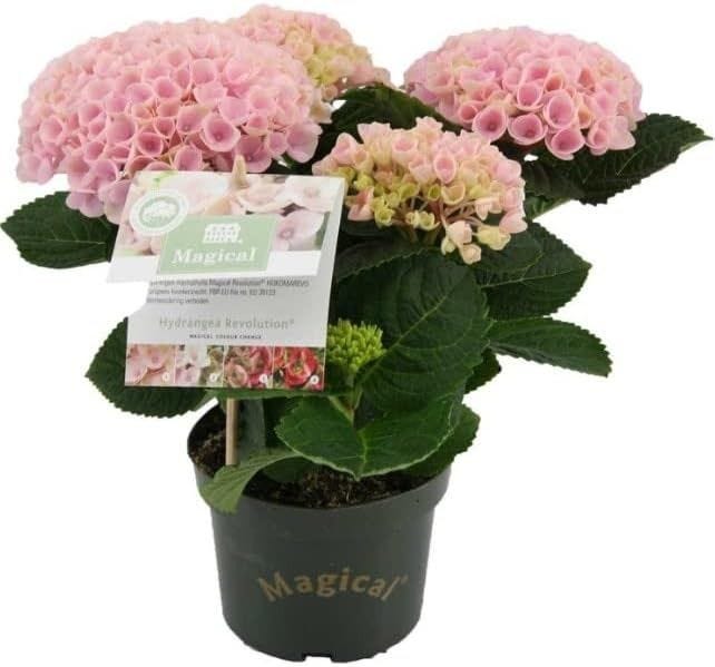 Hortensia