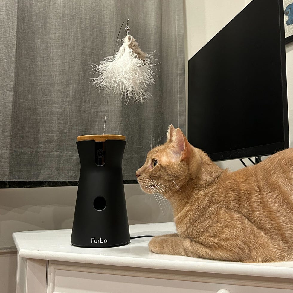 360° Cat Camera 360° Cat Camera