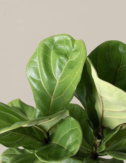 Fiddle Leaf Fig