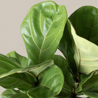 Fiddle Leaf Fig Fiddle Leaf Fig