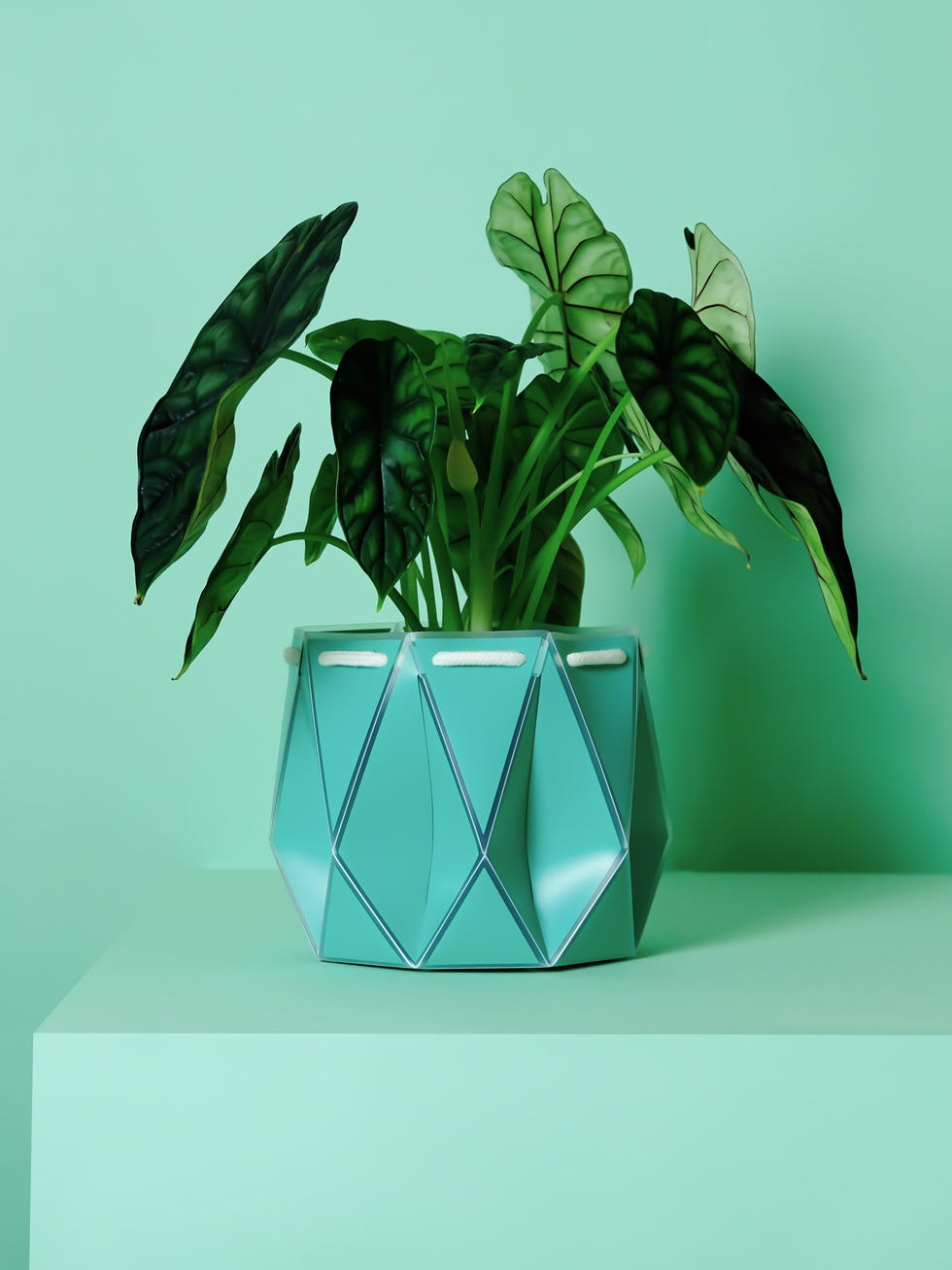 Self-Watering Plant Pot