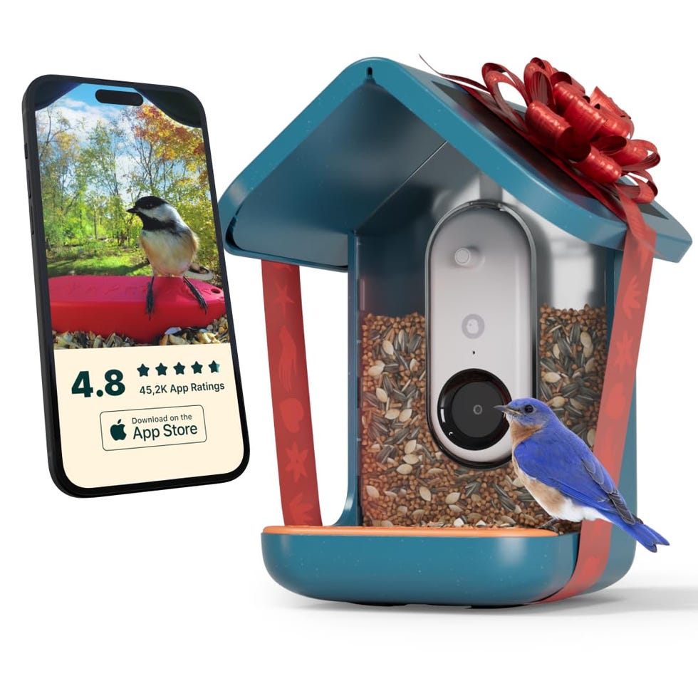 Original Smart Bird Feeder