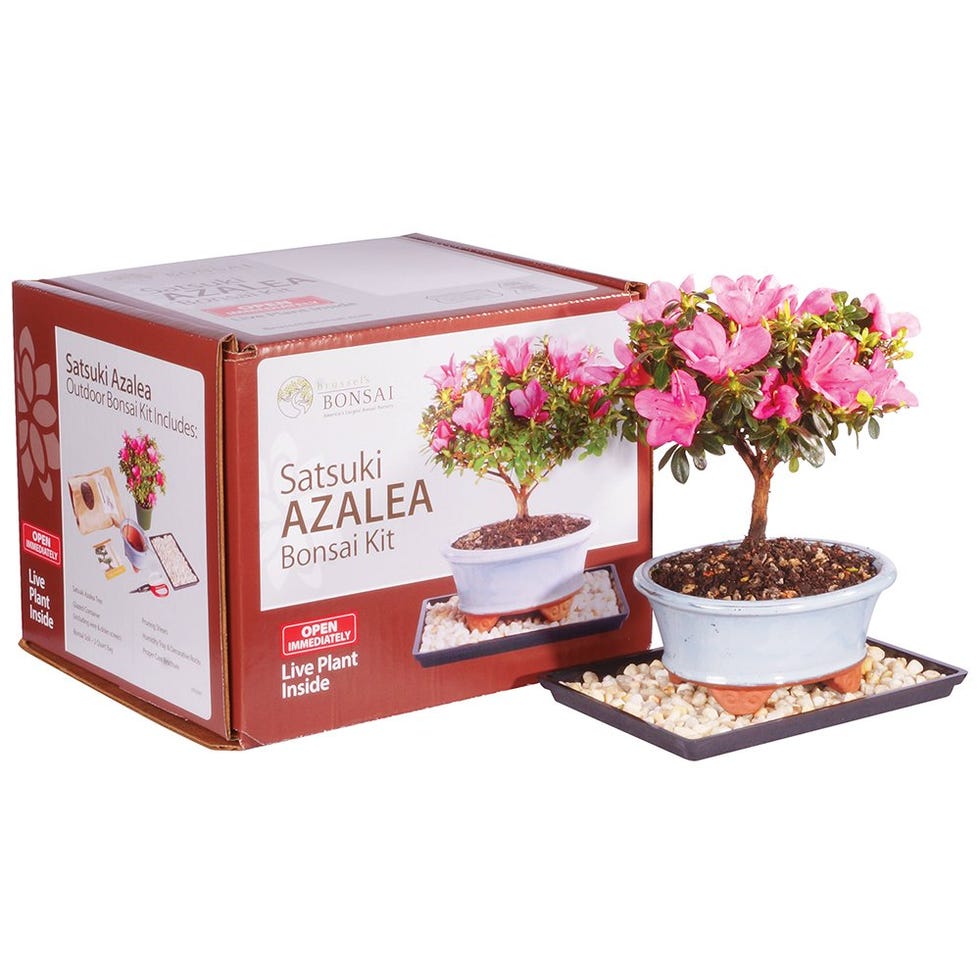 Live Satsuki Azalea Bonsai Tree