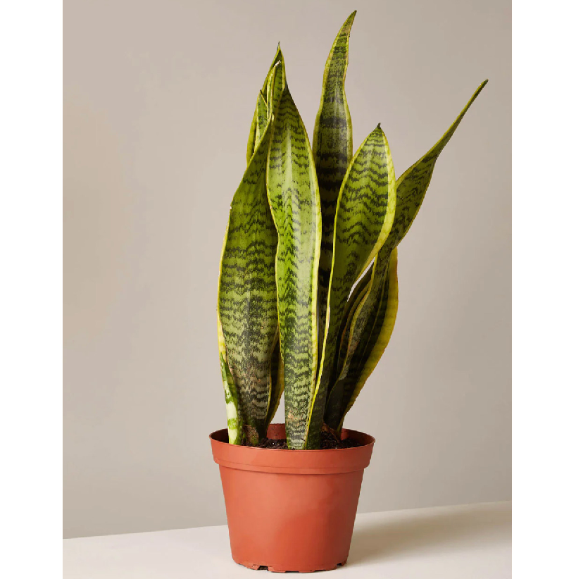 Snake Plant Laurentii