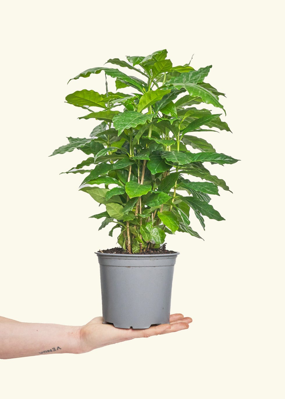 Coffee Plant