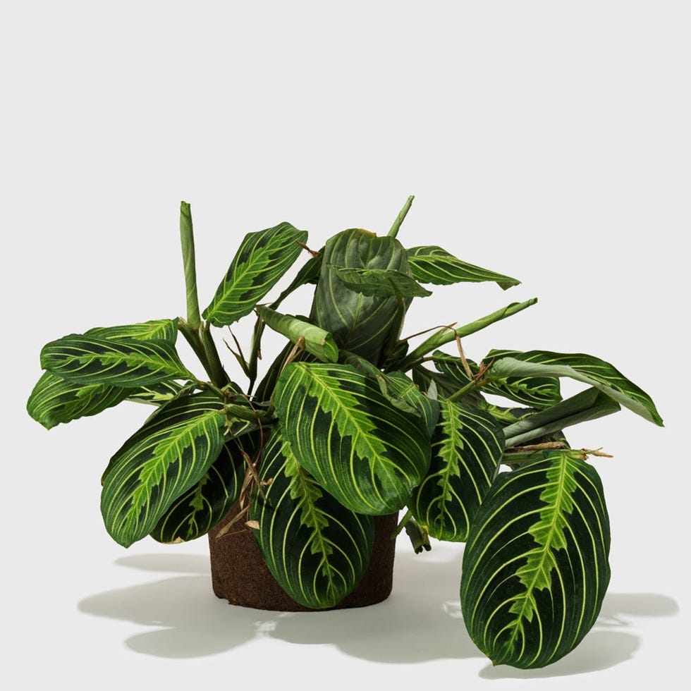 Lemon Lime Prayer Plant