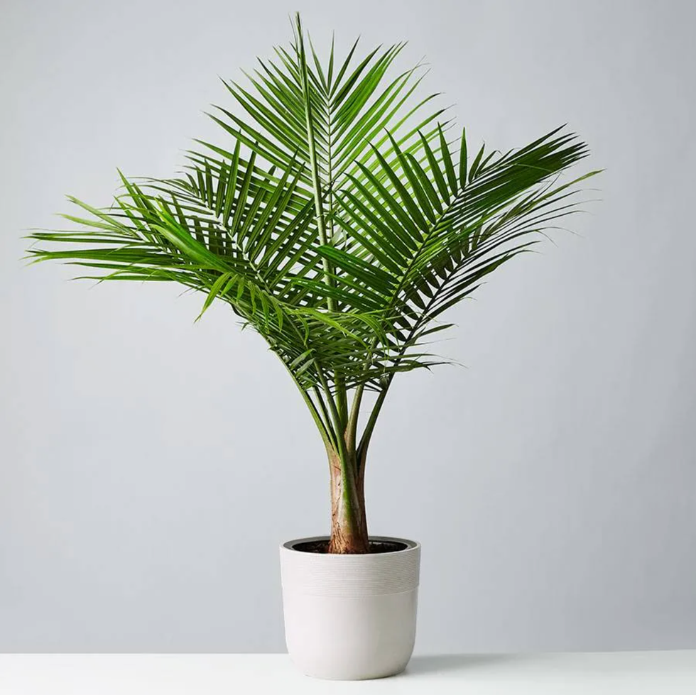 Majesty Palm 