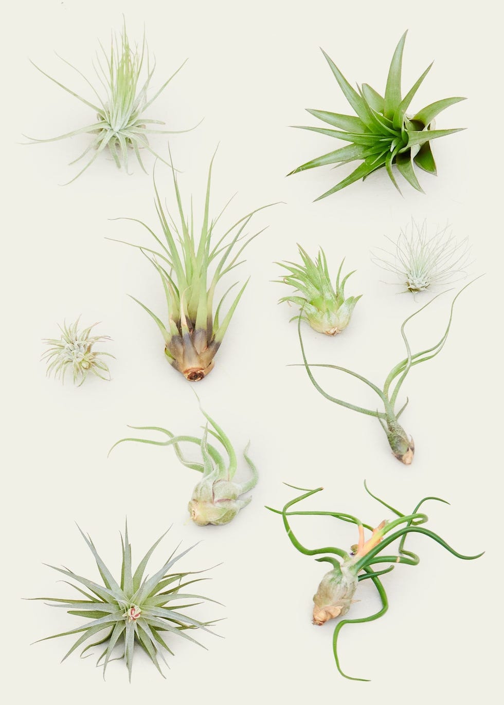 Air Plants