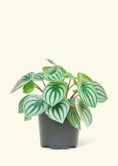 Watermelon Peperomia 