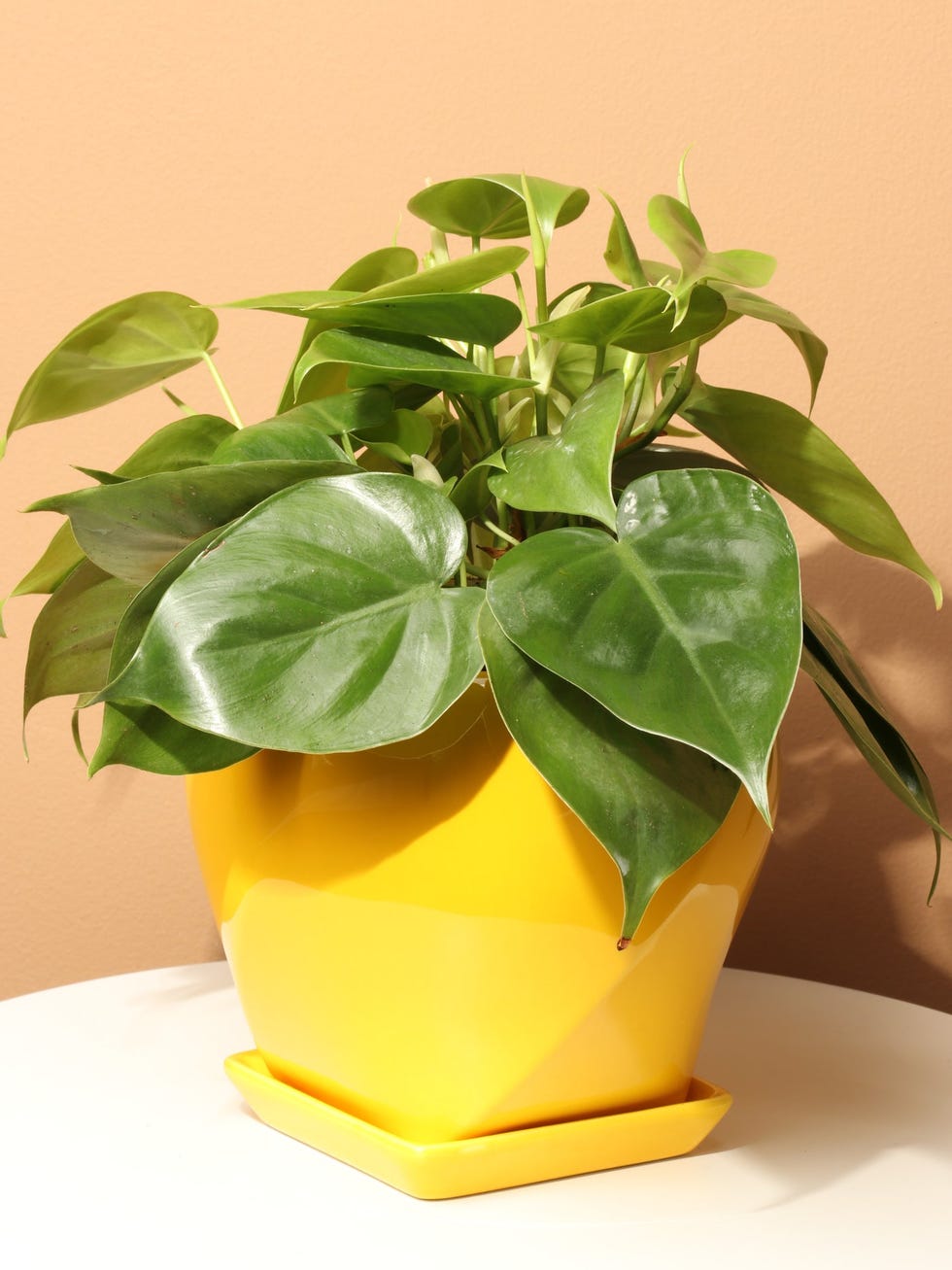 Philodendron Hederaceum