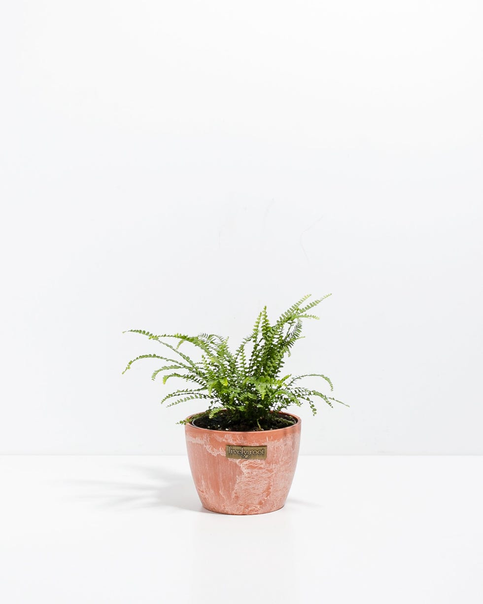 Lemon Button Fern