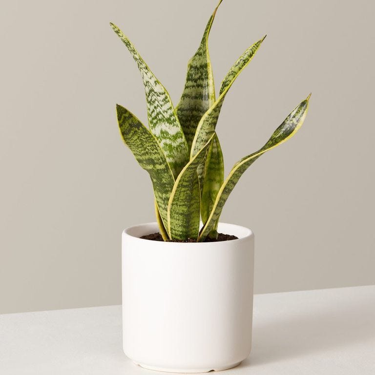 Snake Plant