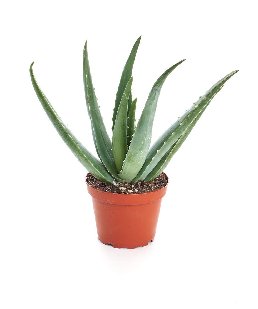 Aloe Vera 