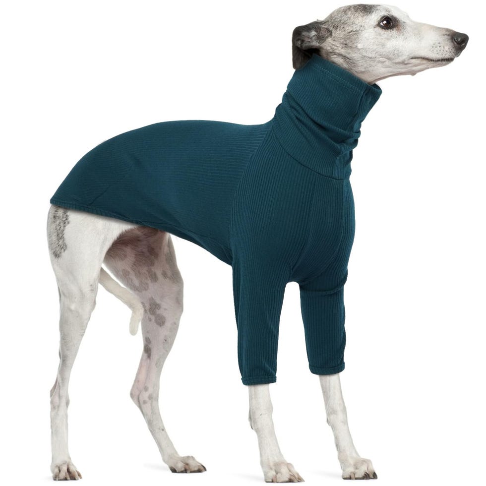 Jersey para galgos
