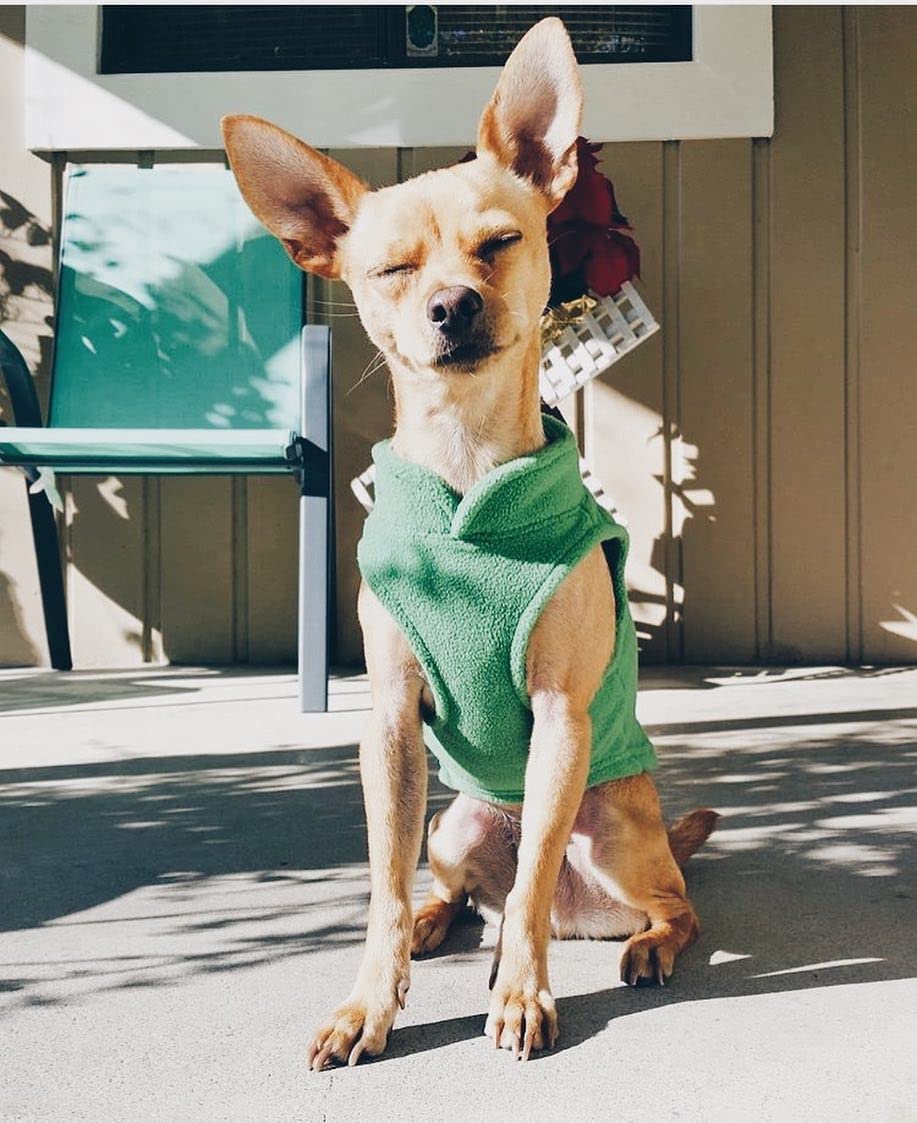 Fleece Vest Dog Sweater