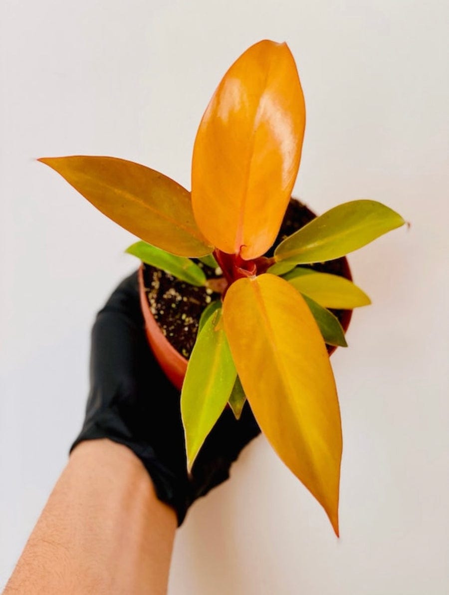 Philodendron Prince of Orange