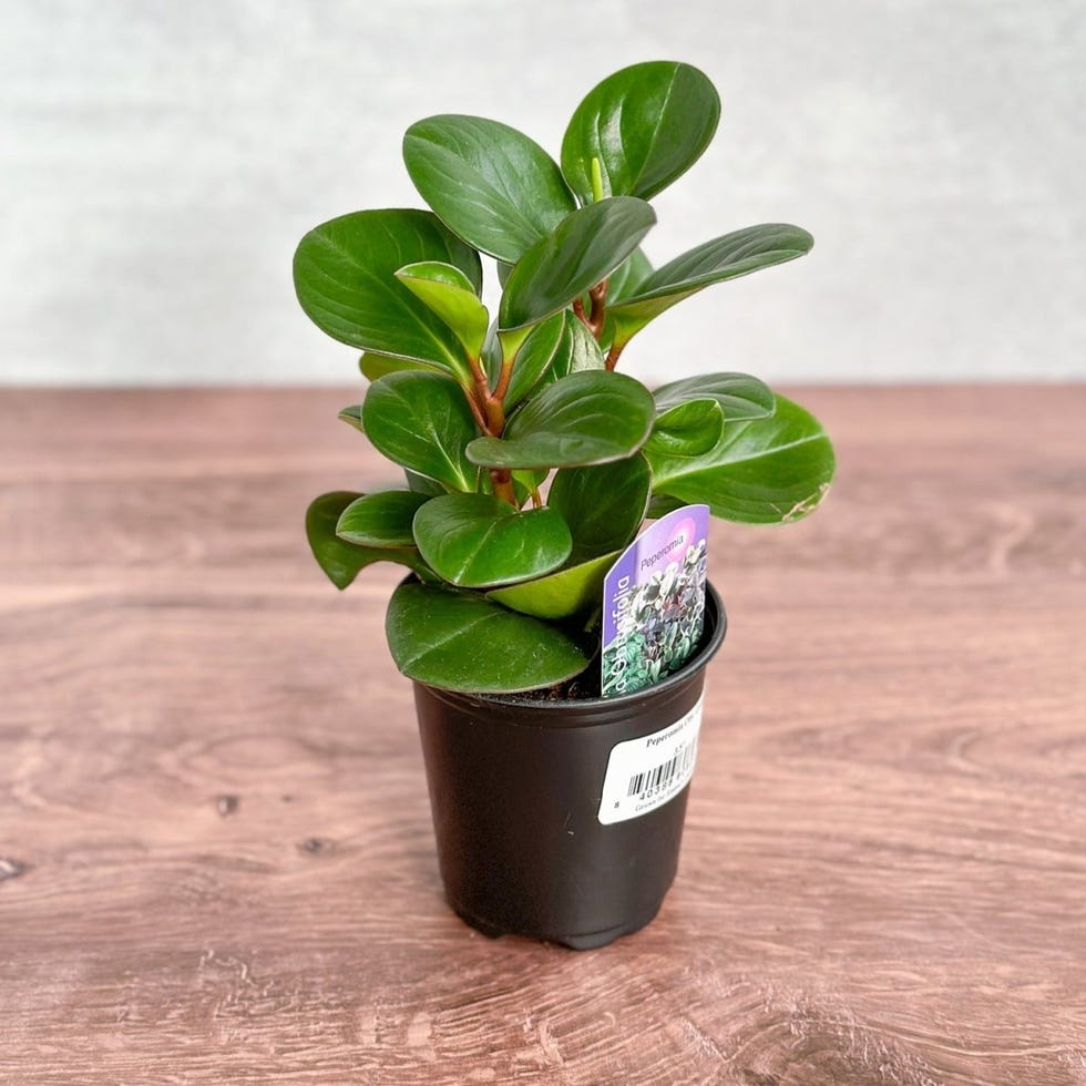 Peperomia Obtusifolia