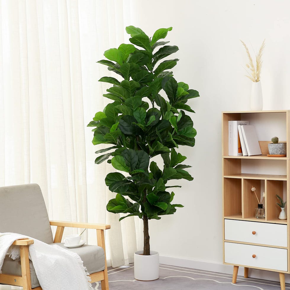Fiddle Leaf Fig Tree