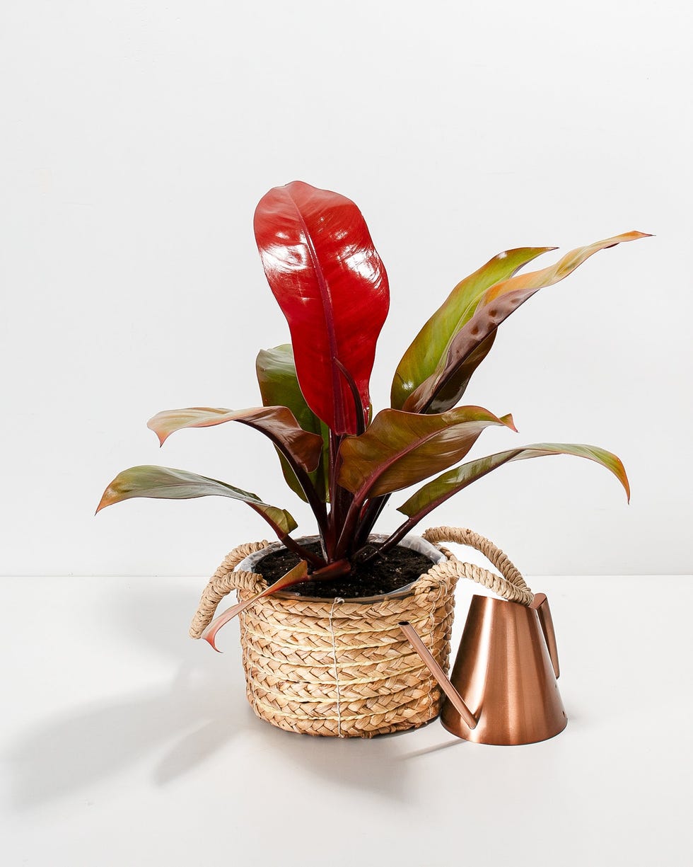 Philodendron Prince of Orange