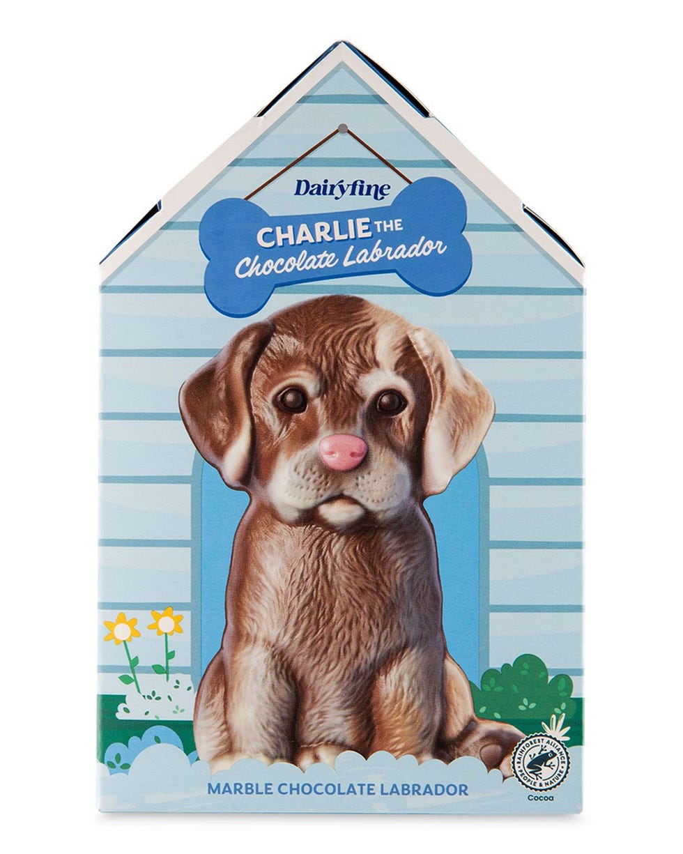 Charlie The Chocolate Labrador