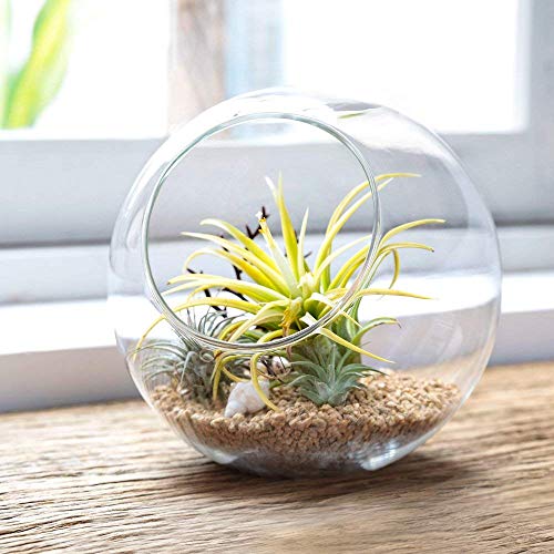 Plant Terrarium Display Glass 