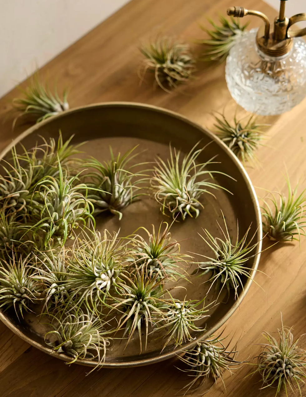 Assorted Air Plants, Pack of 25