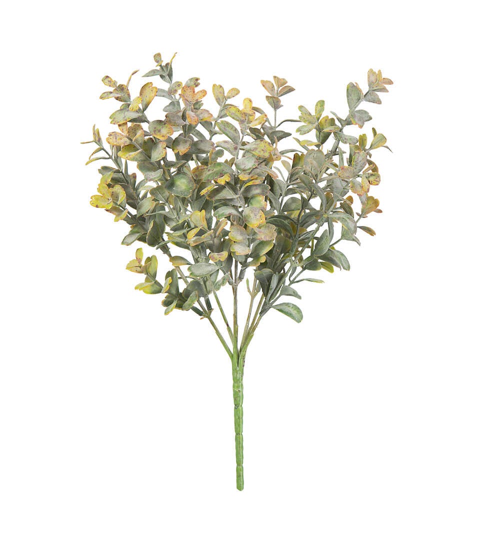 Brown Boxwood Bush 