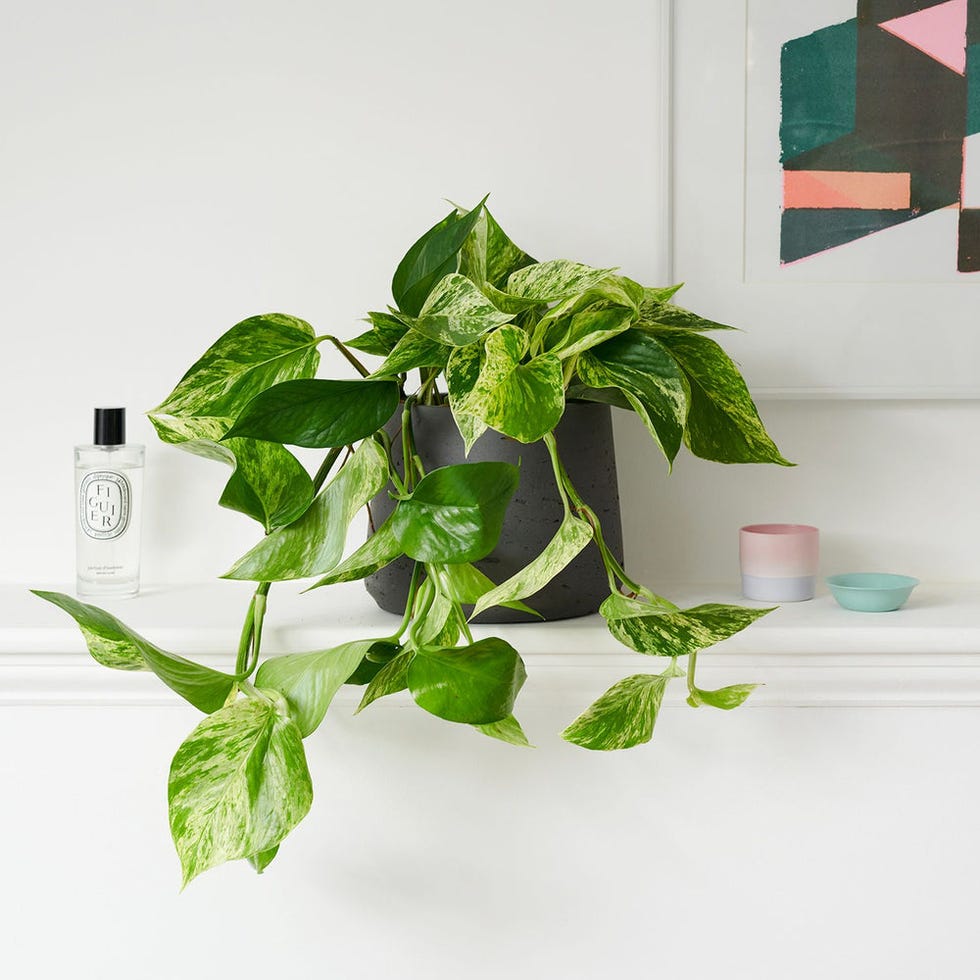 Marble Queen pothos