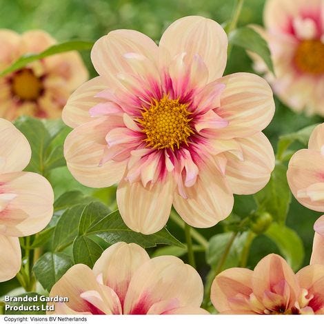 Dahlia 'Rhubarb and Custard'