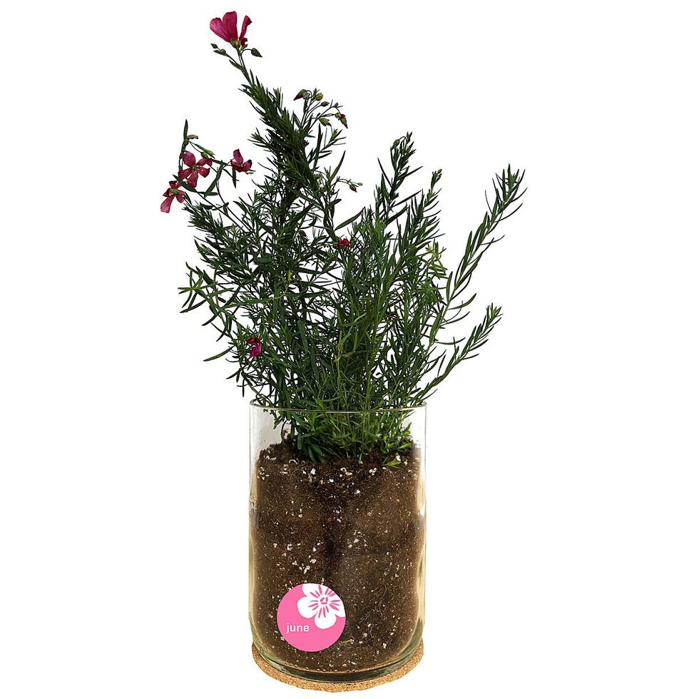 Birth Month Flower Grow Kit