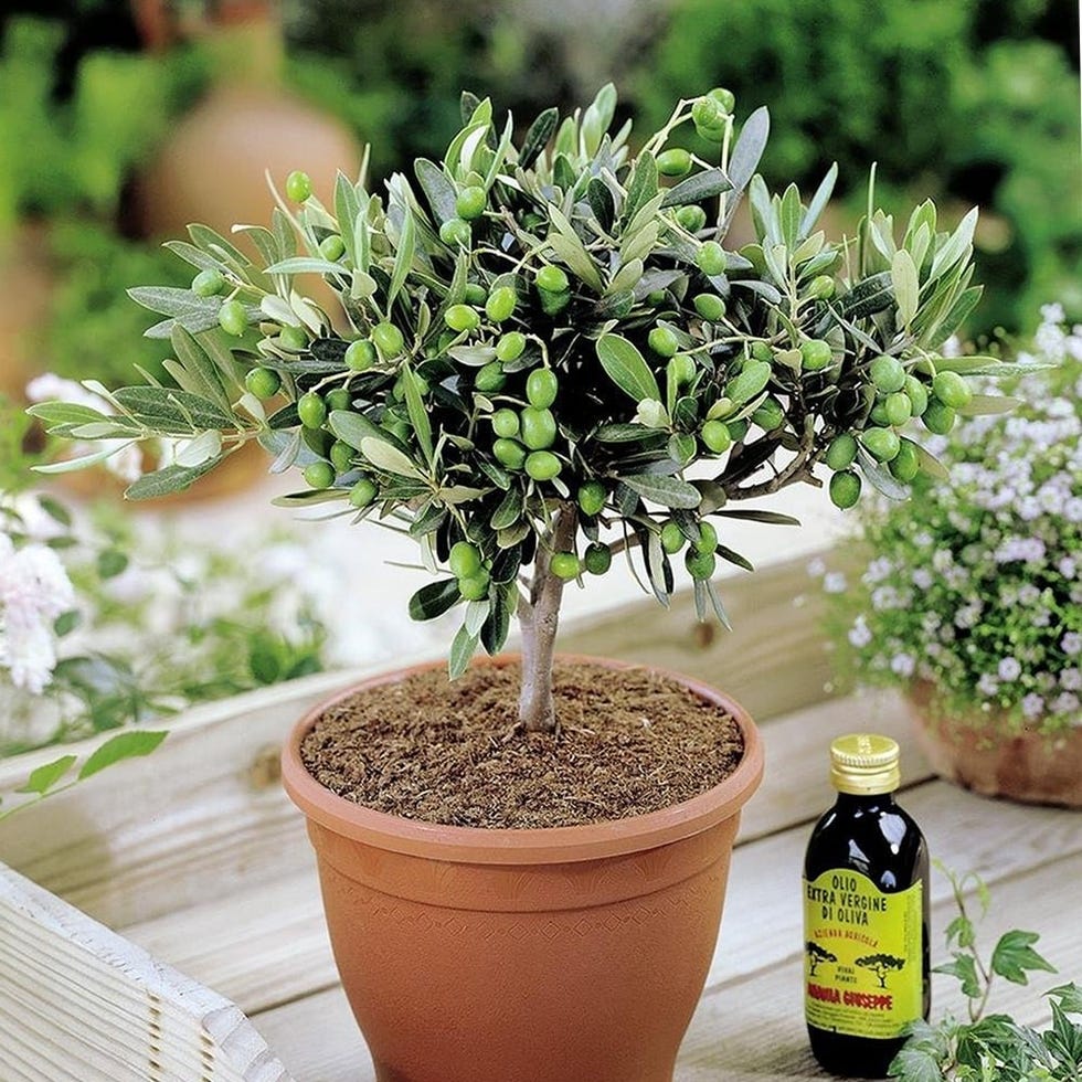 Olivia Europeana Olive Tree