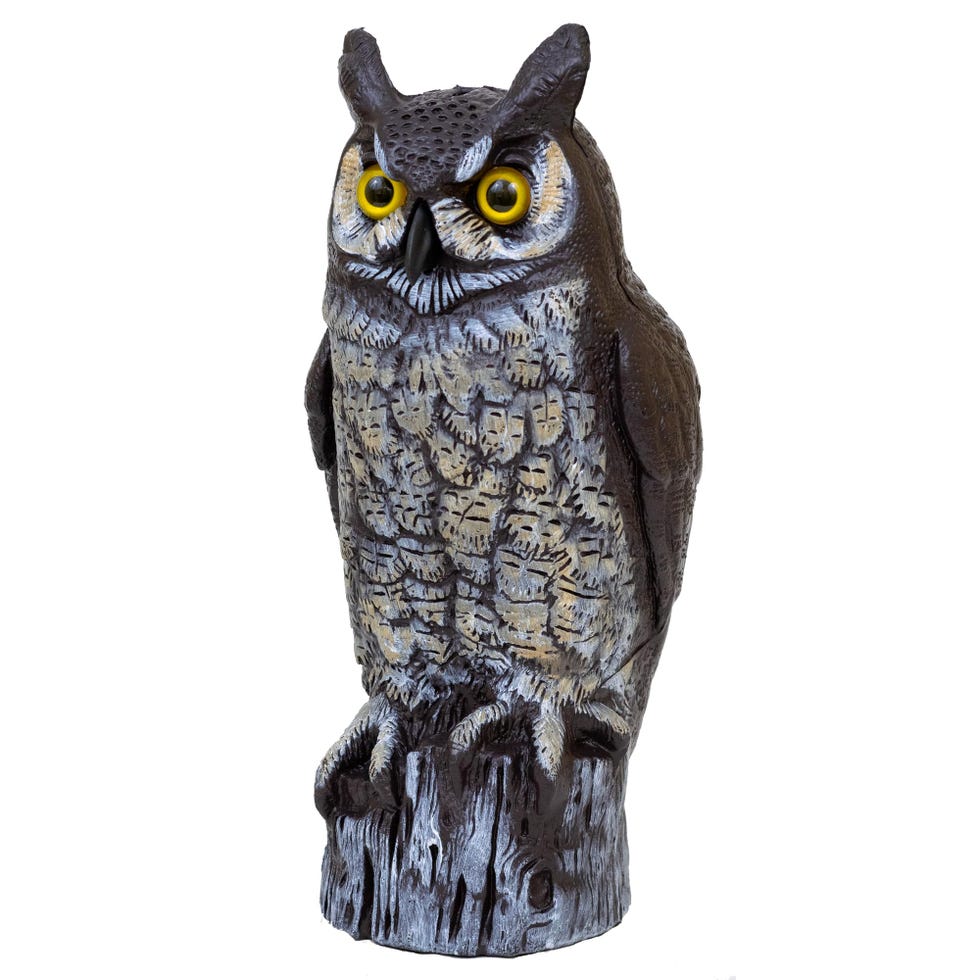 Owl Decoy