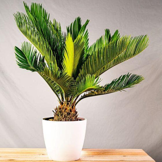 Sago Palm