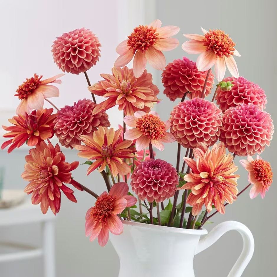 Tangerine Dream Dahlia Collection