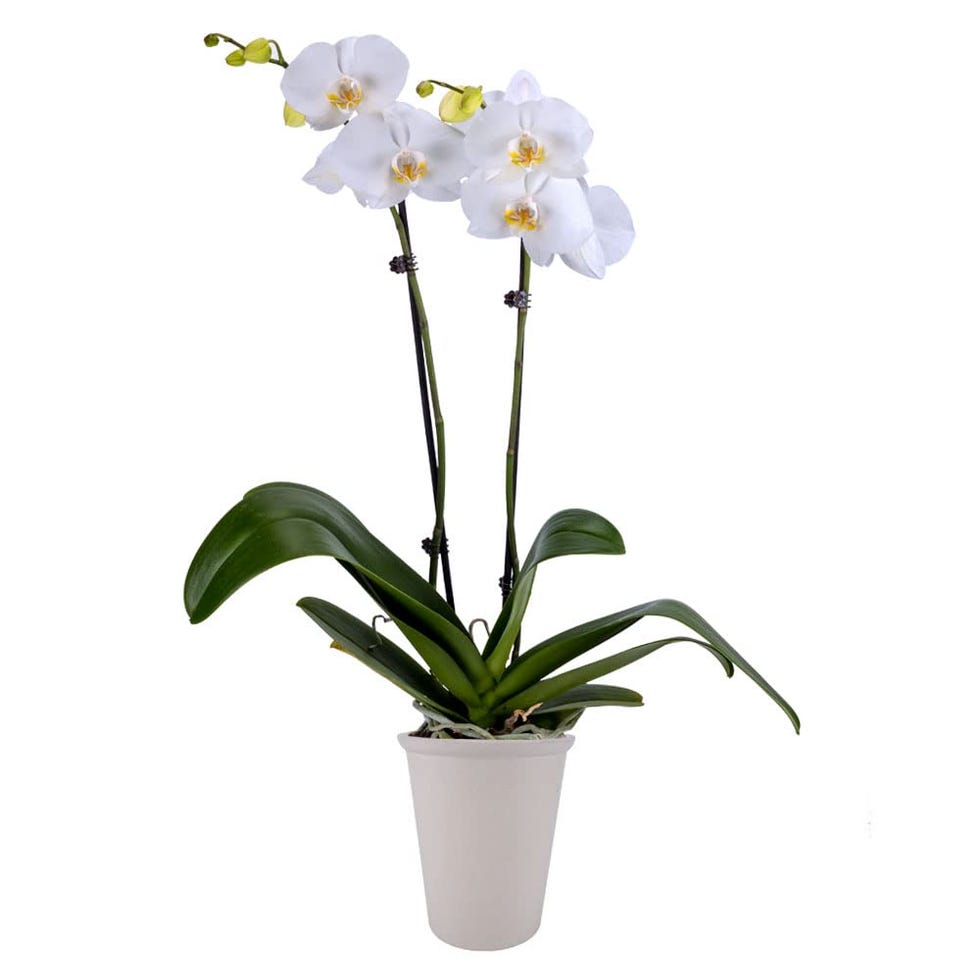 White Orchid