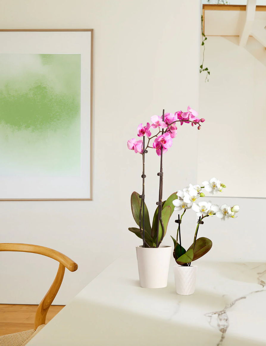 Mini Orchid
