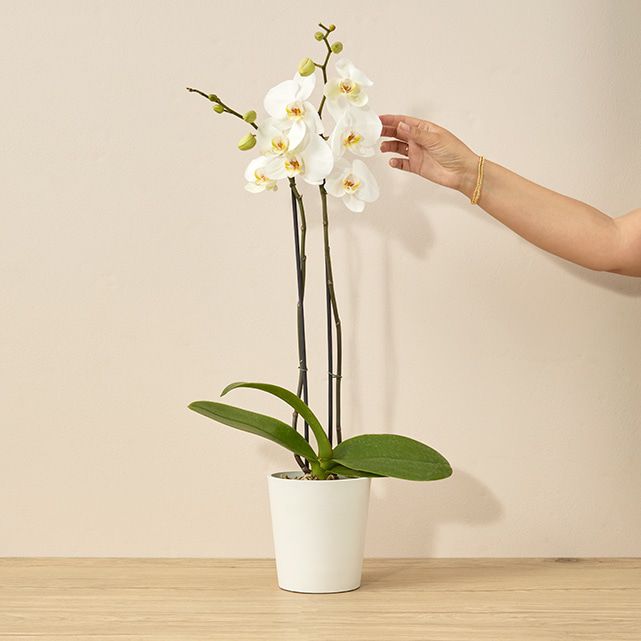 White Orchid