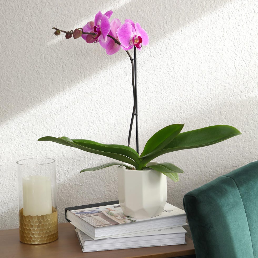 Purple Phalaenopsis