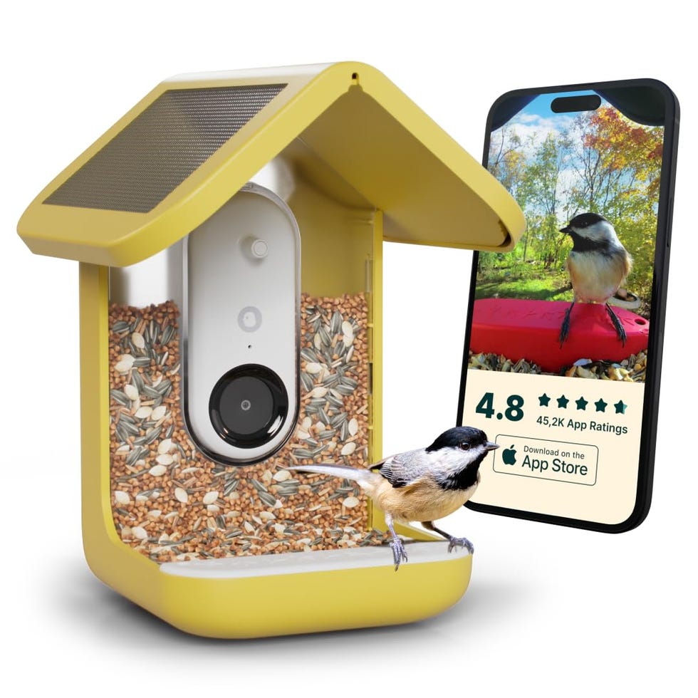 Solar Smart Bird Feeder with Camera